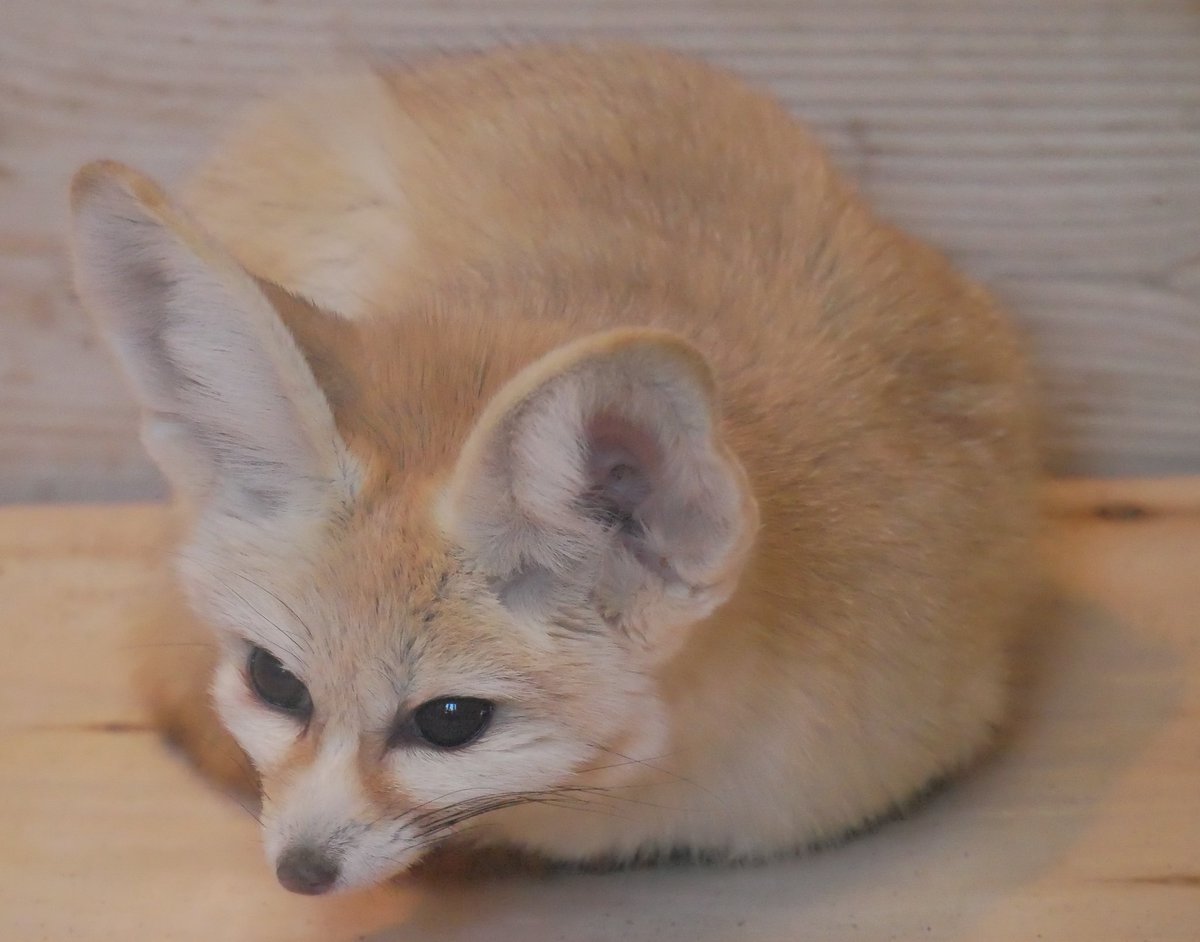 きさらぎ☆ tweet media