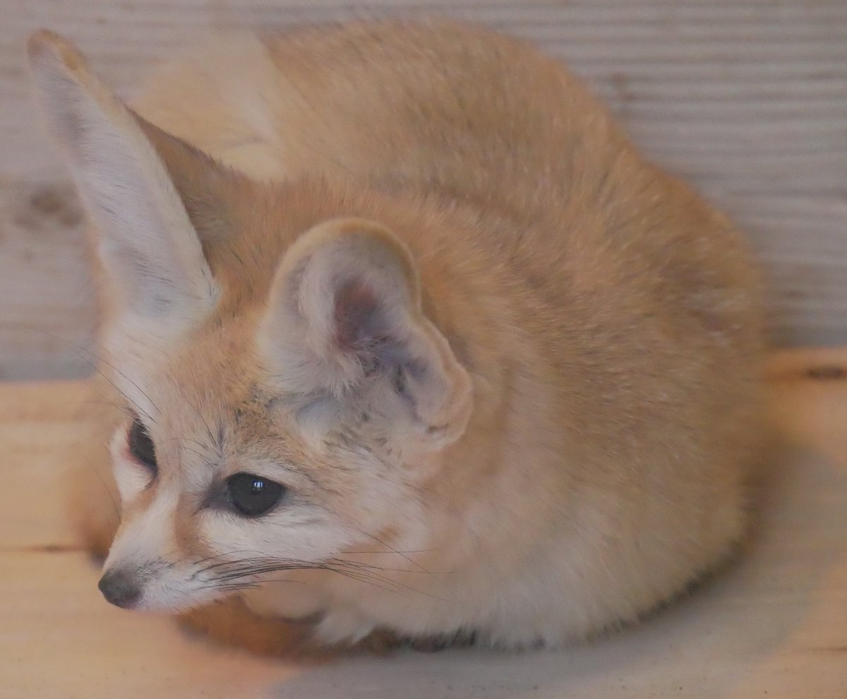 きさらぎ☆ tweet media