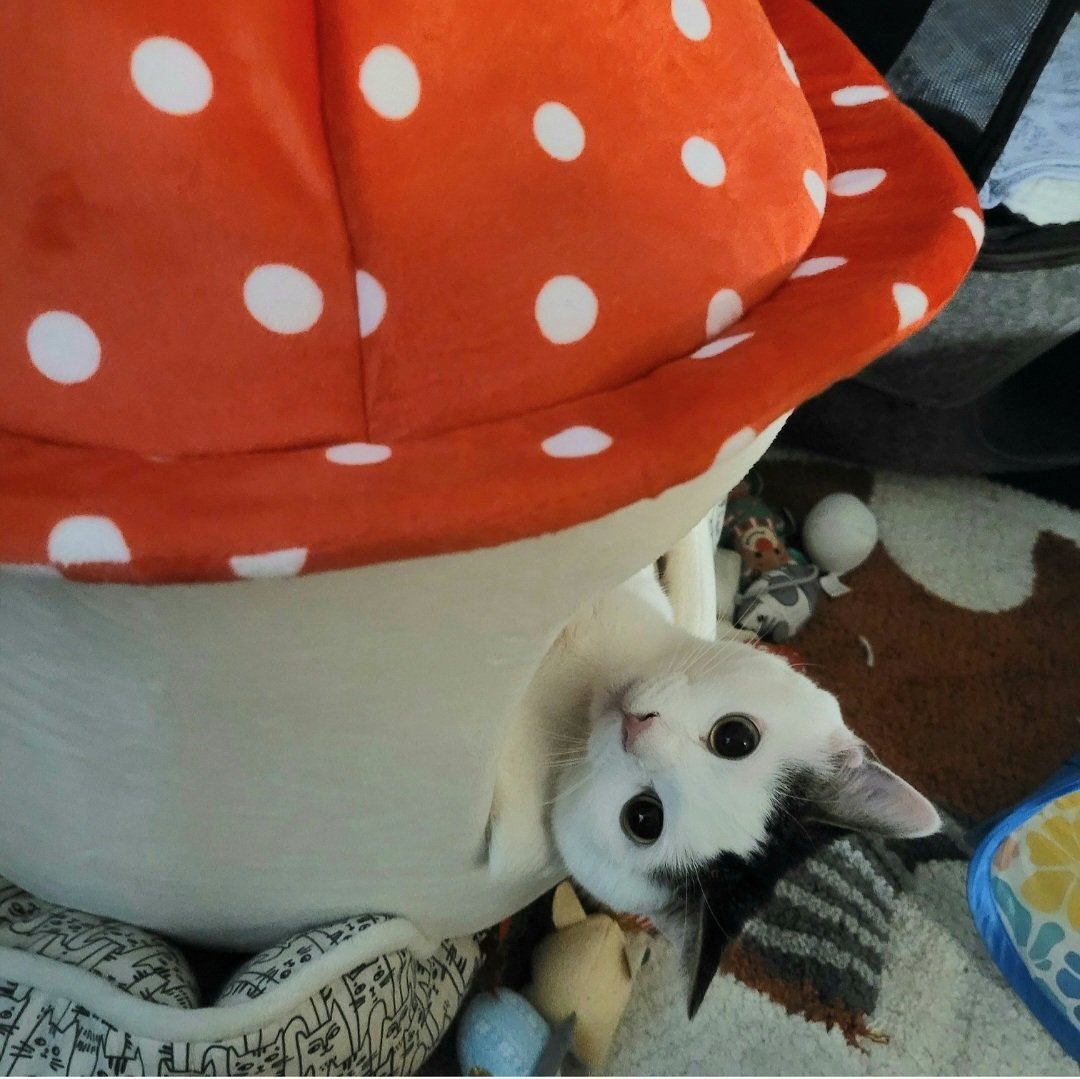 JediMushroom's tweet photo. #ForceFriday Memory
April 10, 2025
Luv, Jedi Mushroom Skywalker!
❤️🛸🍄💫❤️
#catoftheday
#catsoftwitter
#StarWars
#MayTheForceBeWithYou
#MayThePawsBeWithYou https://t.co/iu1AI1nnOT