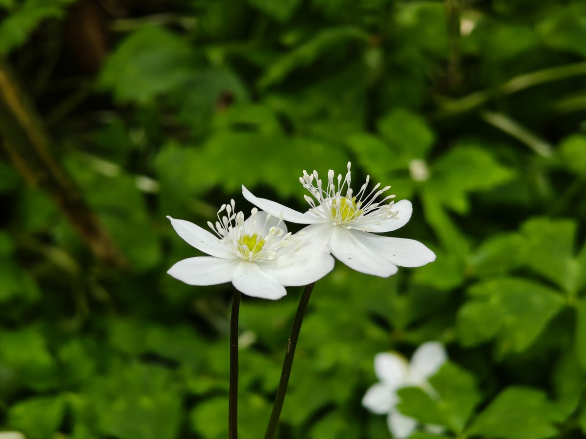 juantonto's tweet image. Shot on #NothingPhone3
Fleeting spring vibes. Found these unique wildflowers blooming in the mountains!
#SpringTime #Wildflowers #FleetingBeauty #NatureWalk #Japan