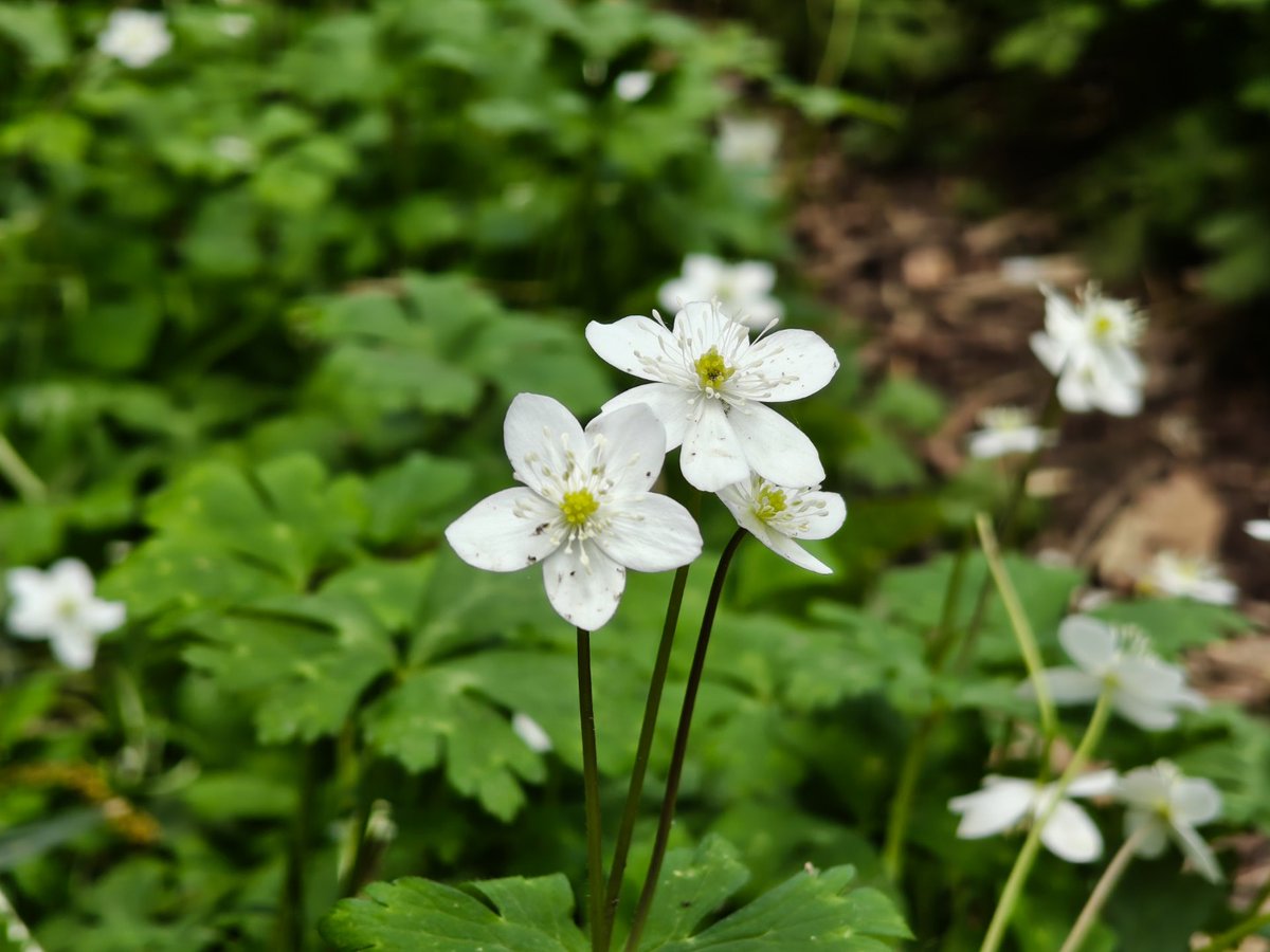 juantonto's tweet image. Shot on #NothingPhone3
Fleeting spring vibes. Found these unique wildflowers blooming in the mountains!
#SpringTime #Wildflowers #FleetingBeauty #NatureWalk #Japan