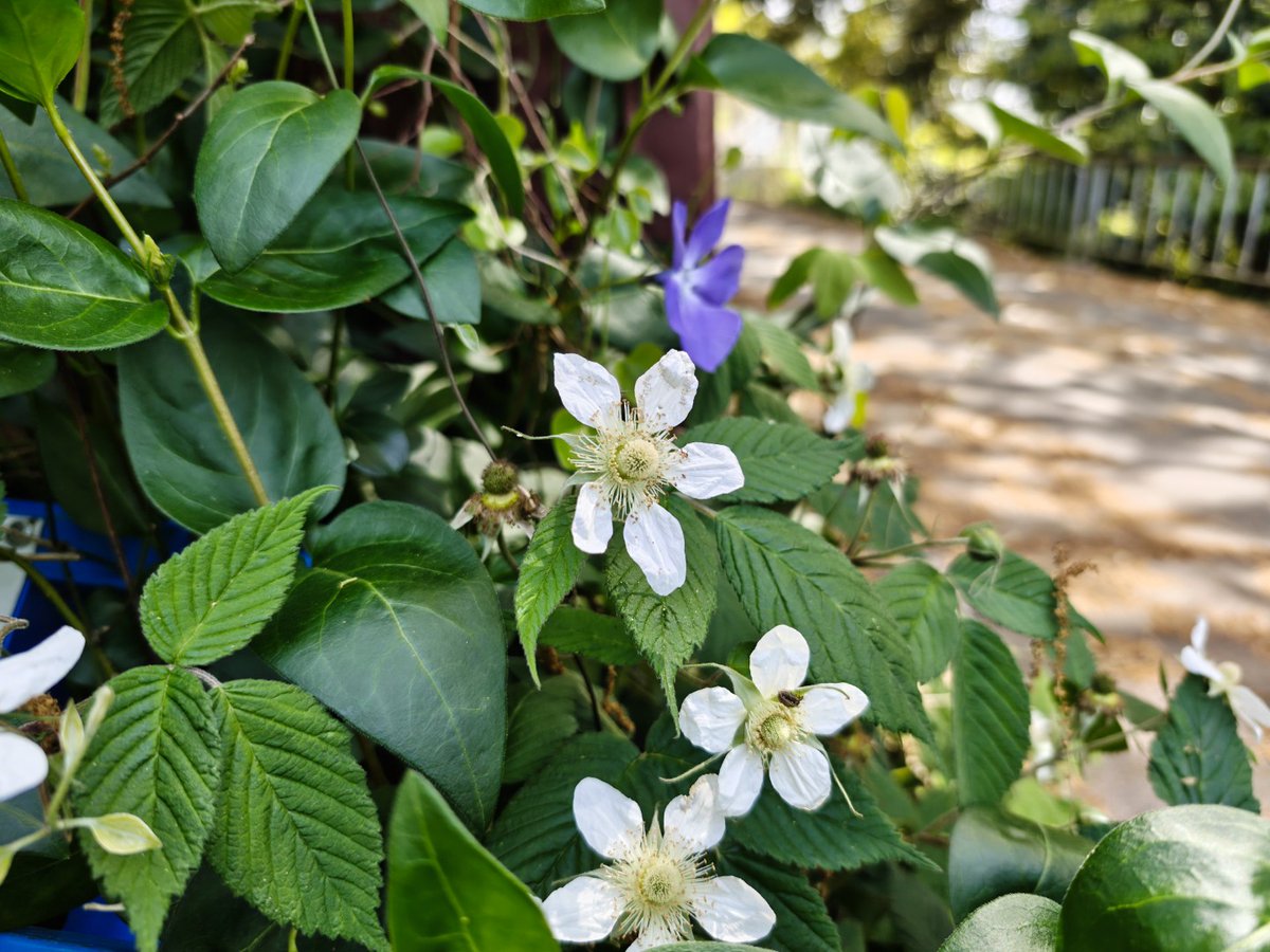 juantonto's tweet image. Shot on #NothingPhone3
Fleeting spring vibes. Found these unique wildflowers blooming in the mountains!
#SpringTime #Wildflowers #FleetingBeauty #NatureWalk #Japan