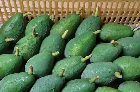 Avocado Farming tweet media