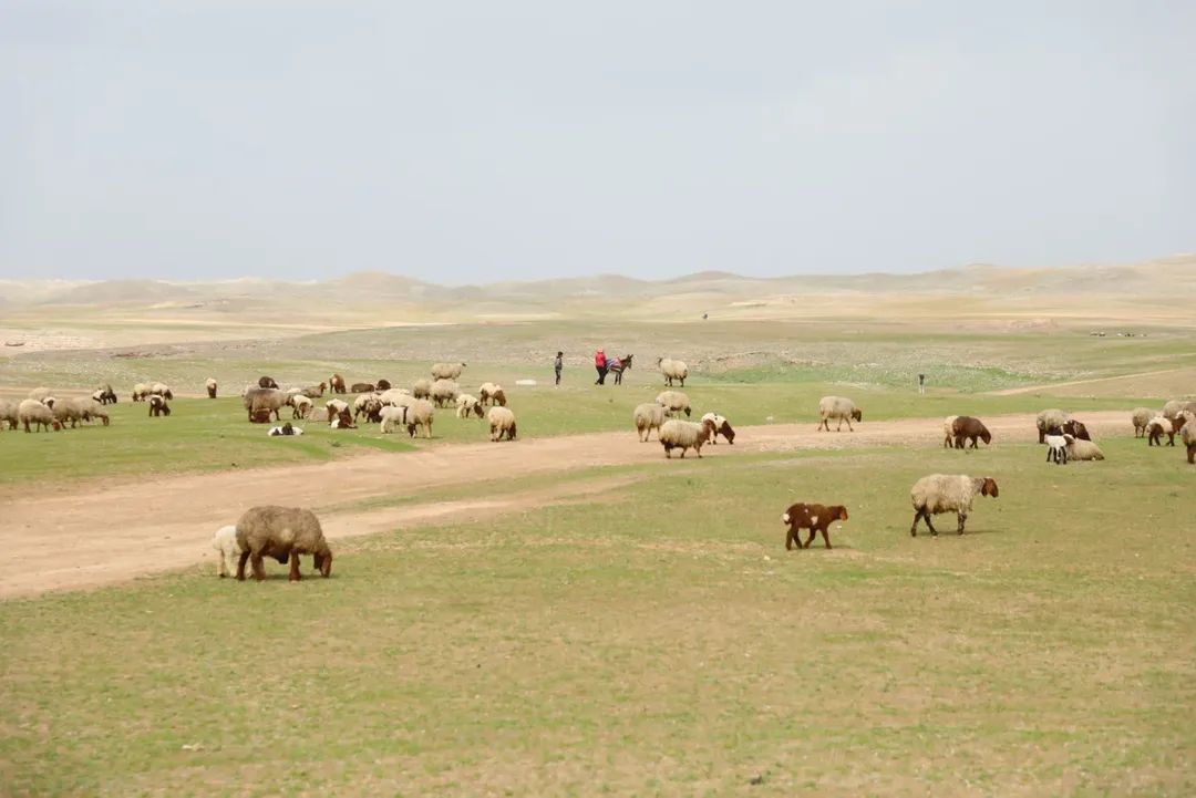 محمد tweet media