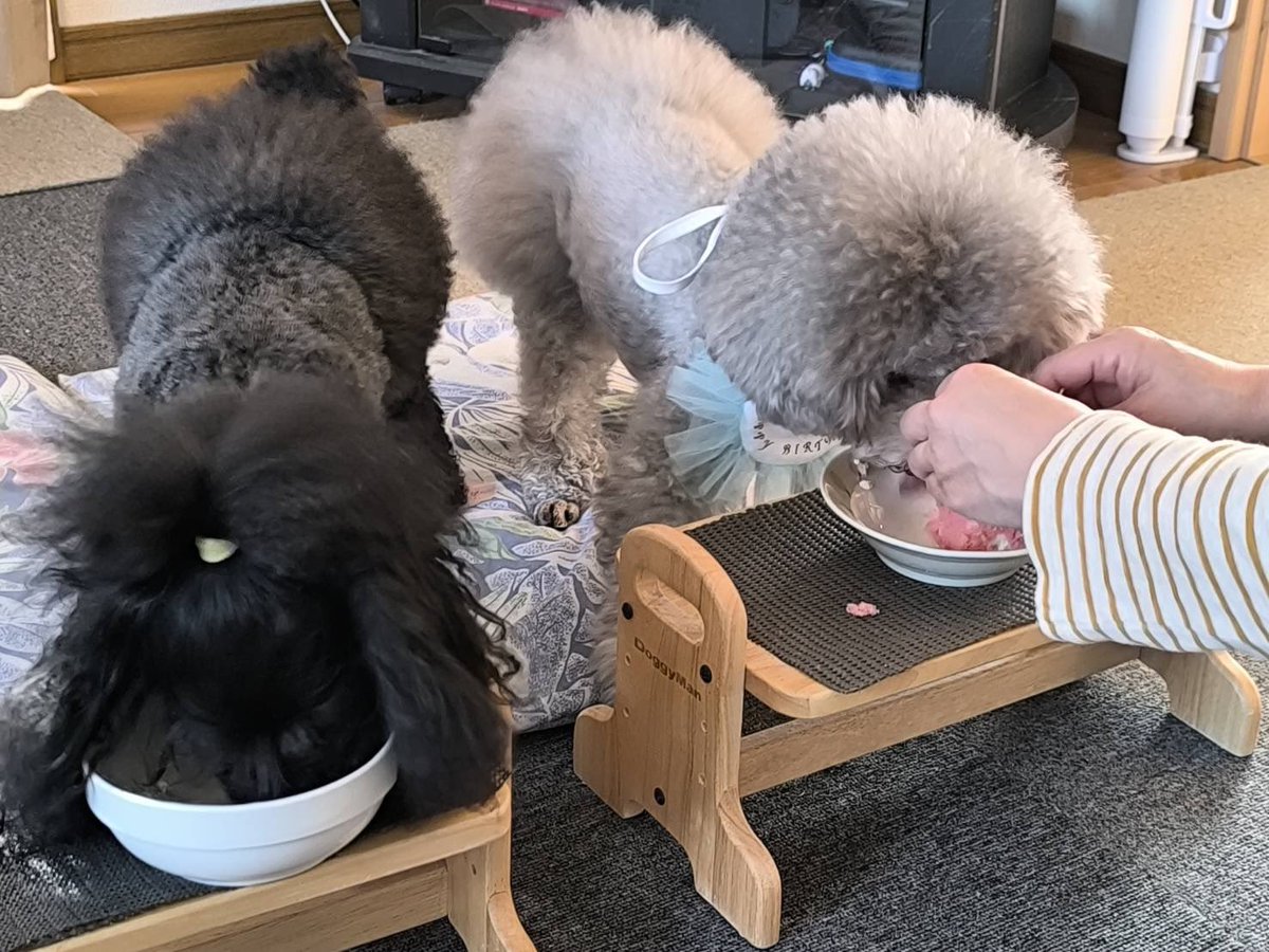 うちの子の3コマ漫画