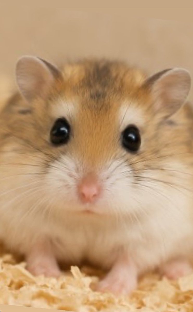 세계 햄스터의 날🐹