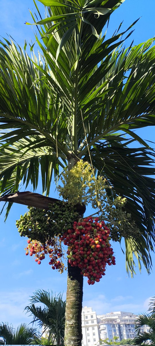 David Fernandes tweet media