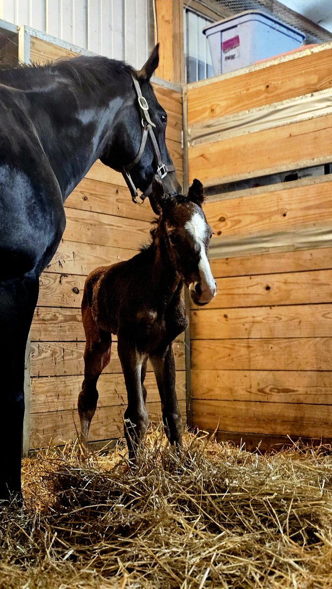 ToothyTisha's tweet photo. It's a colt for Darting born last evening‼️💙 He is sired by My Prakster standing @osullivan1939 🥰 https://t.co/uzYGcpAV08
