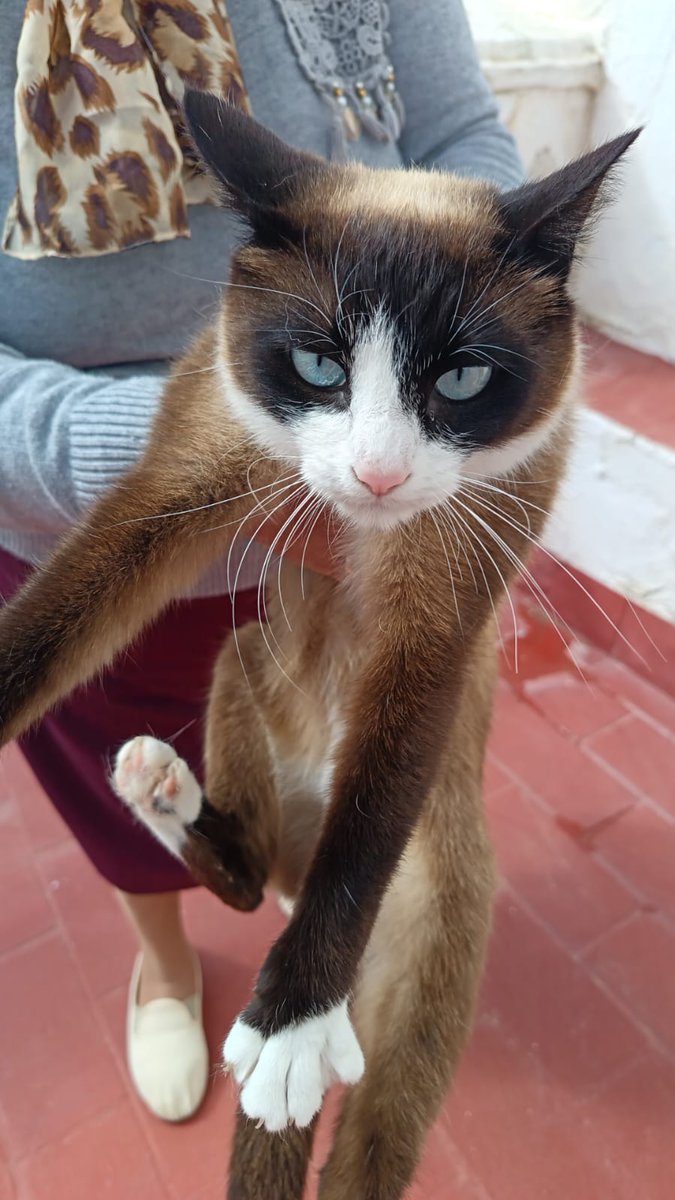 silvia mensegar tweet media