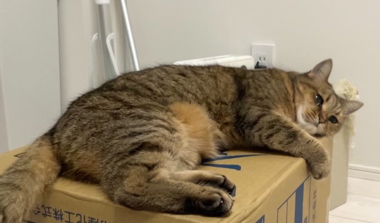 みにら日記-MiniraDiary- tweet media