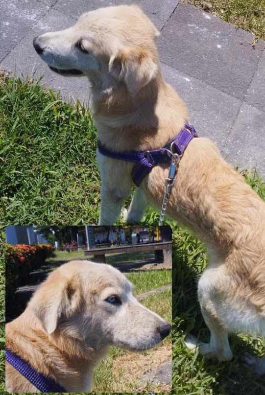AlertaMePerdi's tweet photo. #ACTUALIZACION #PERDIDO #GUAYAQUIL
Nombre: #SIMONN
Fecha: 22/03/26
Sector: Sur, 13ava. y Alcedo
Sexo: Macho
Raza: Cruzado
Obsv.: Ojos diferentes color celeste y el otro color café, pelaje color beige
Contacto: 0981115068
¡Ayúdalo a volver con su familia!
#AlertaMePerdí https://t.co/0S4yDPbz1m