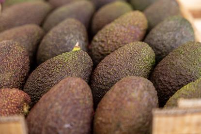 Avocado Farming tweet media