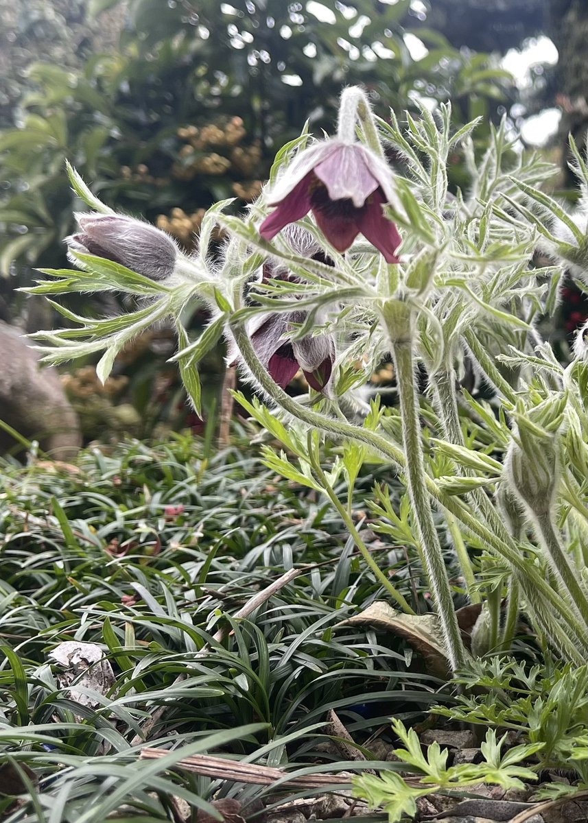 gamazon345's tweet photo. 実家の庭に生えたオキナグサと
ウチの山で見つけたショウジョウバカマ

春の花々が次から次へと咲き競う https://t.co/sdVkCcr95t
