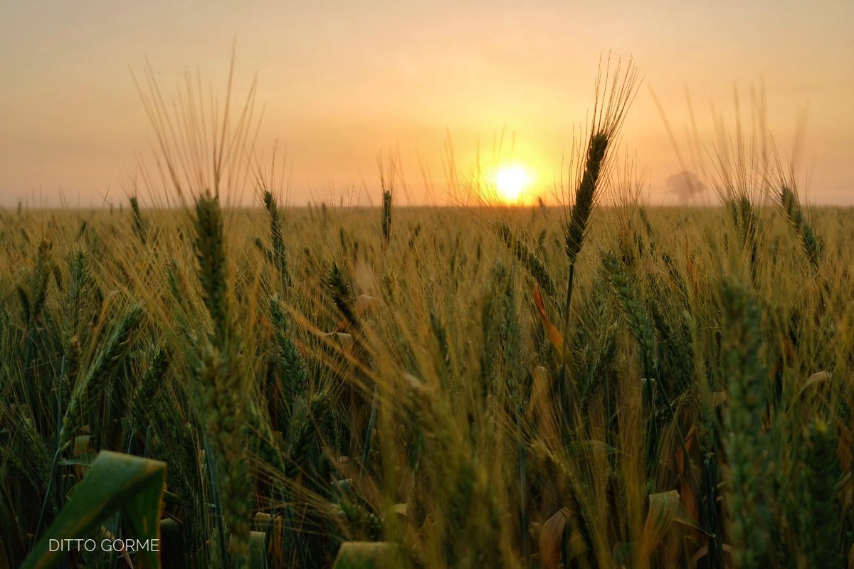 Ditto Gorme tweet media