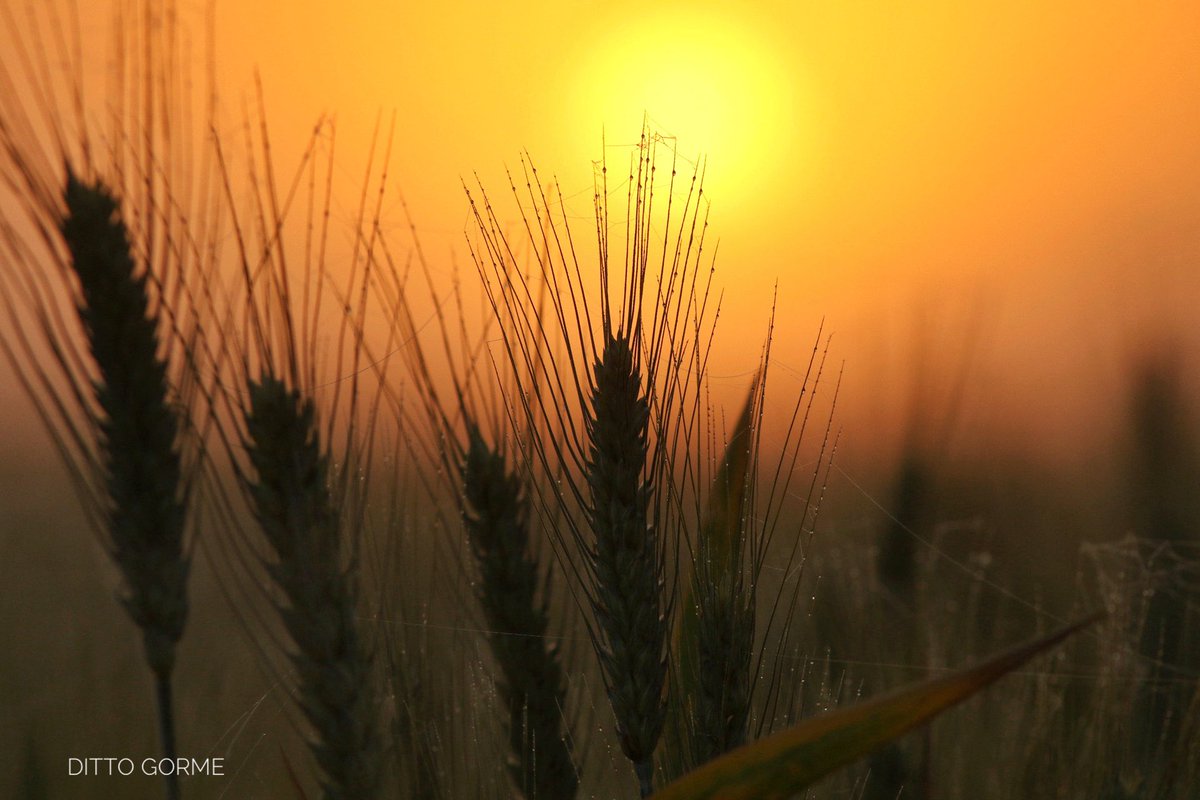 Ditto Gorme tweet media