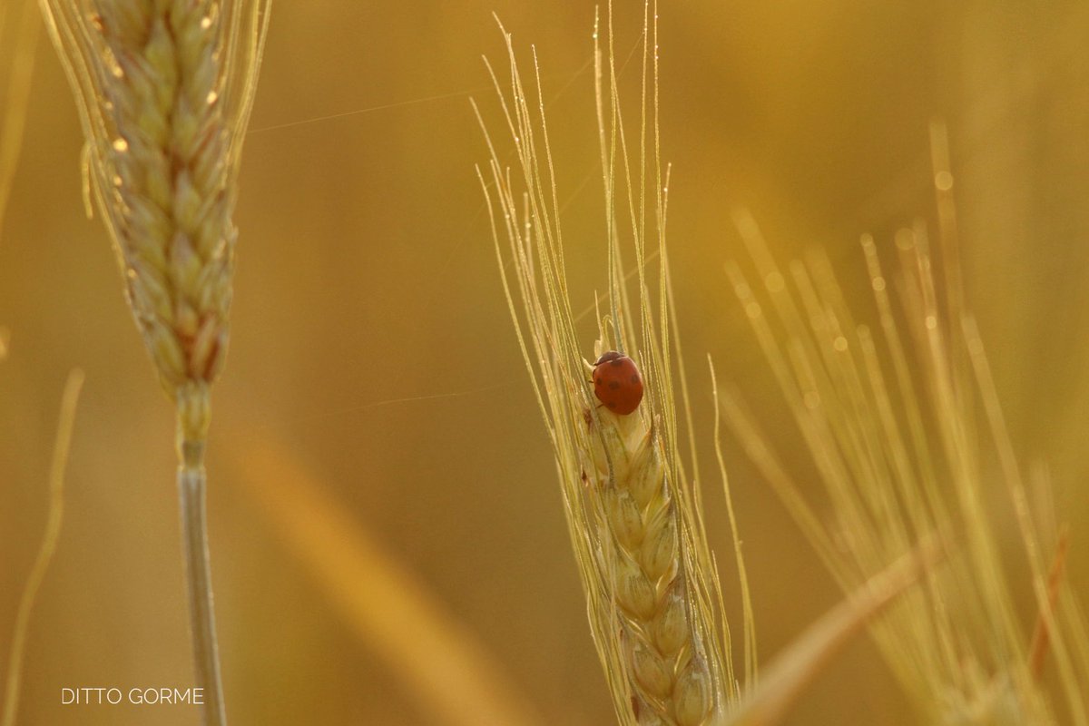 Ditto Gorme tweet media