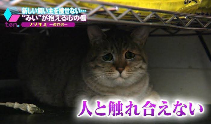 ちょぬい♪ tweet media