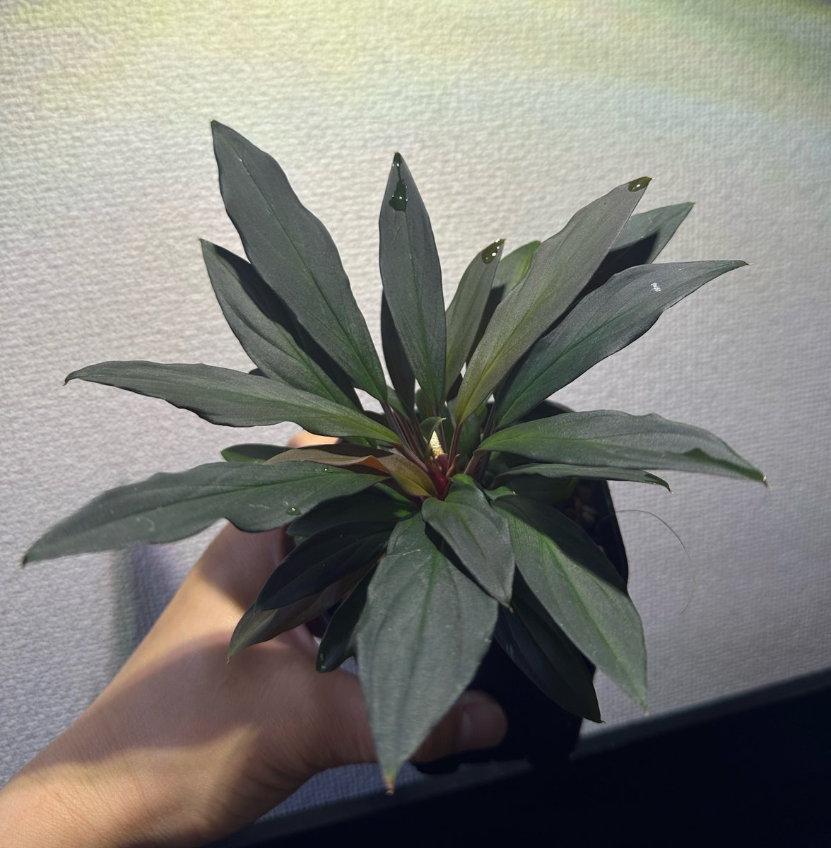 けんなか tweet media