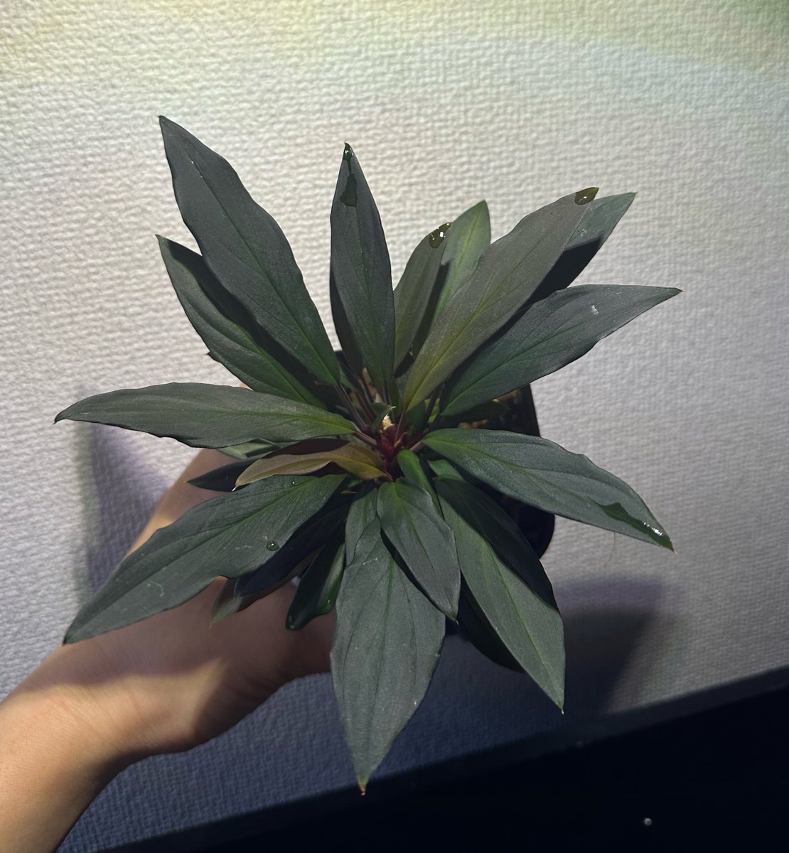 けんなか tweet media