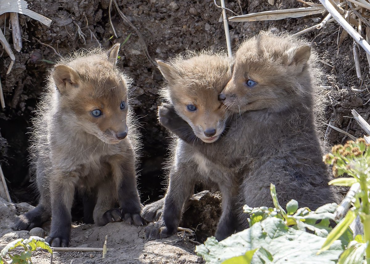 hirokirin_photography 可愛いモフモフを届ける人📸 tweet media
