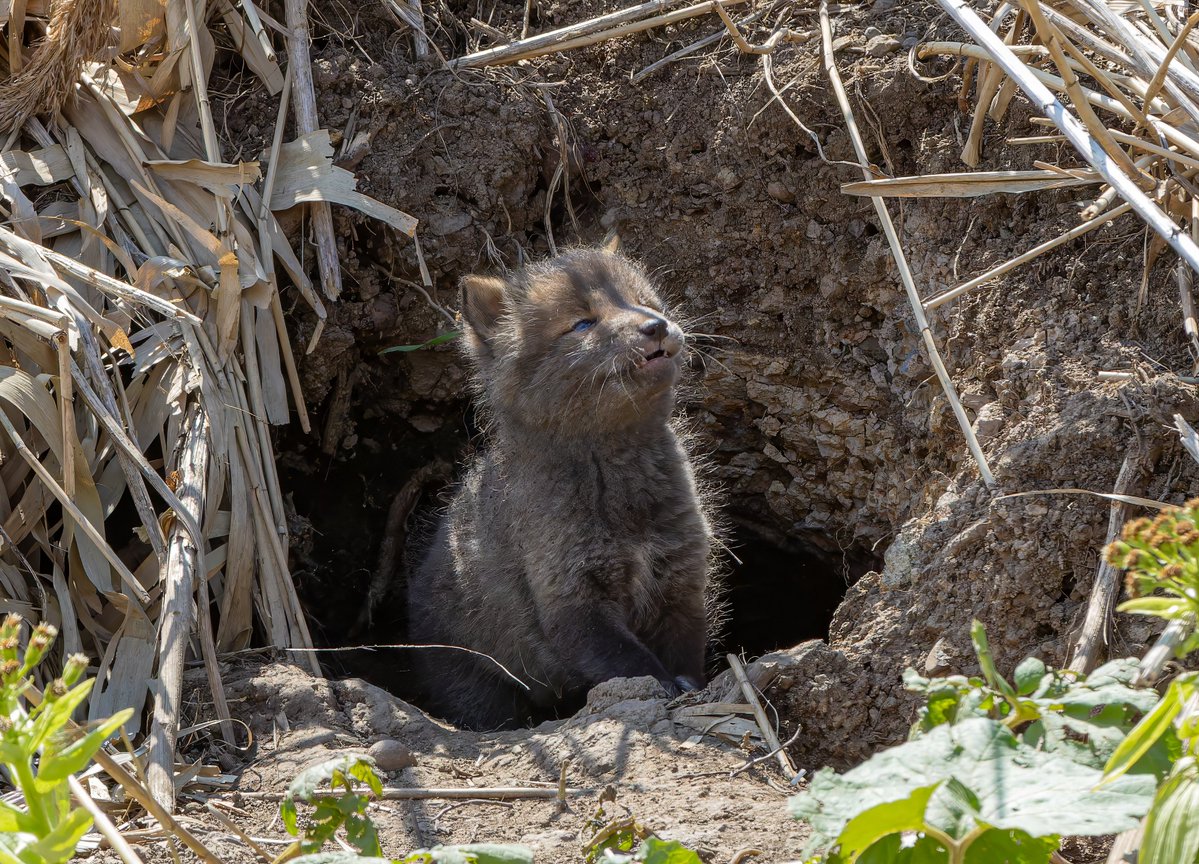 hirokirin_photography 可愛いモフモフを届ける人📸 tweet media