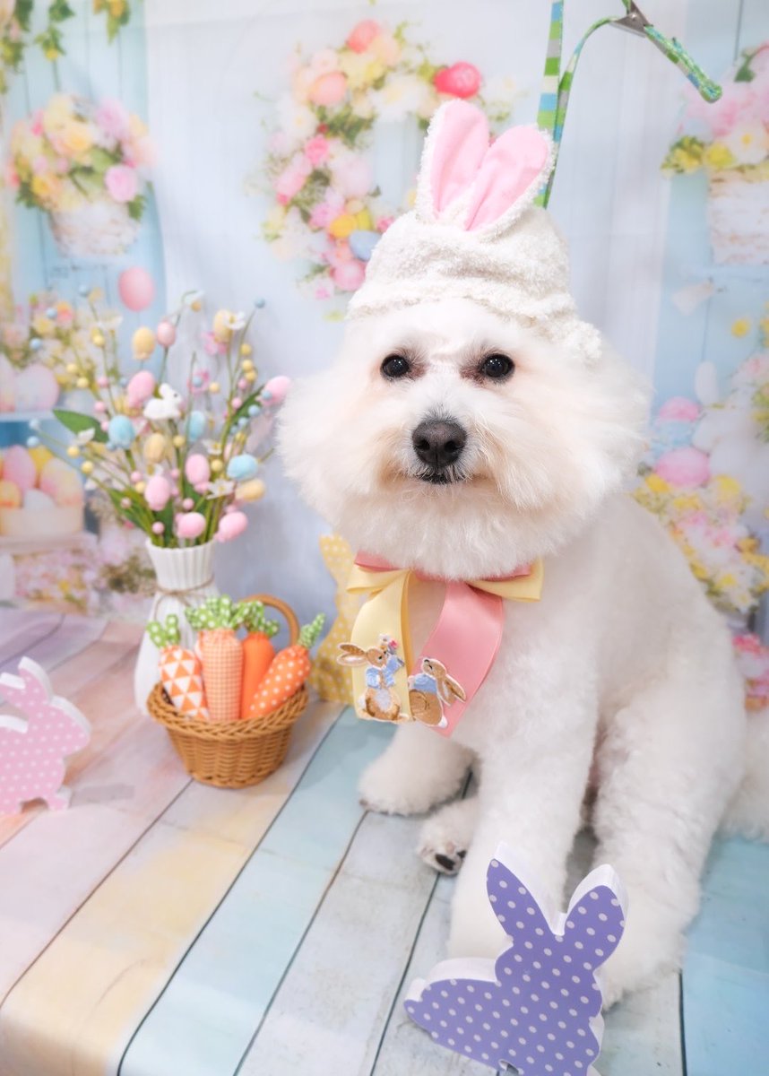 mochimaru1008's tweet photo. 今日は
クイックシャンプー🛁の日でした✨

イースターもっちゃんも
かわいいもちね〜🐻‍❄️🌼🩵💛🩷

いつもありがとうございもちです✨

🛁 @trimmingsalon.doran 

#クイックシャンプー
#和光市
#トリミング
#grooming
#ビションフリーゼ https://t.co/Zh7S71QmbS