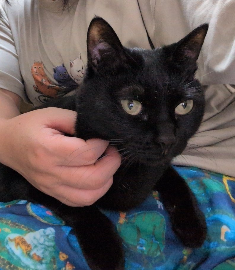 mie_mie_mieyan's tweet photo. 真顔で、だこちて、という女

#猫
#のわ https://t.co/jACYSNiRF8