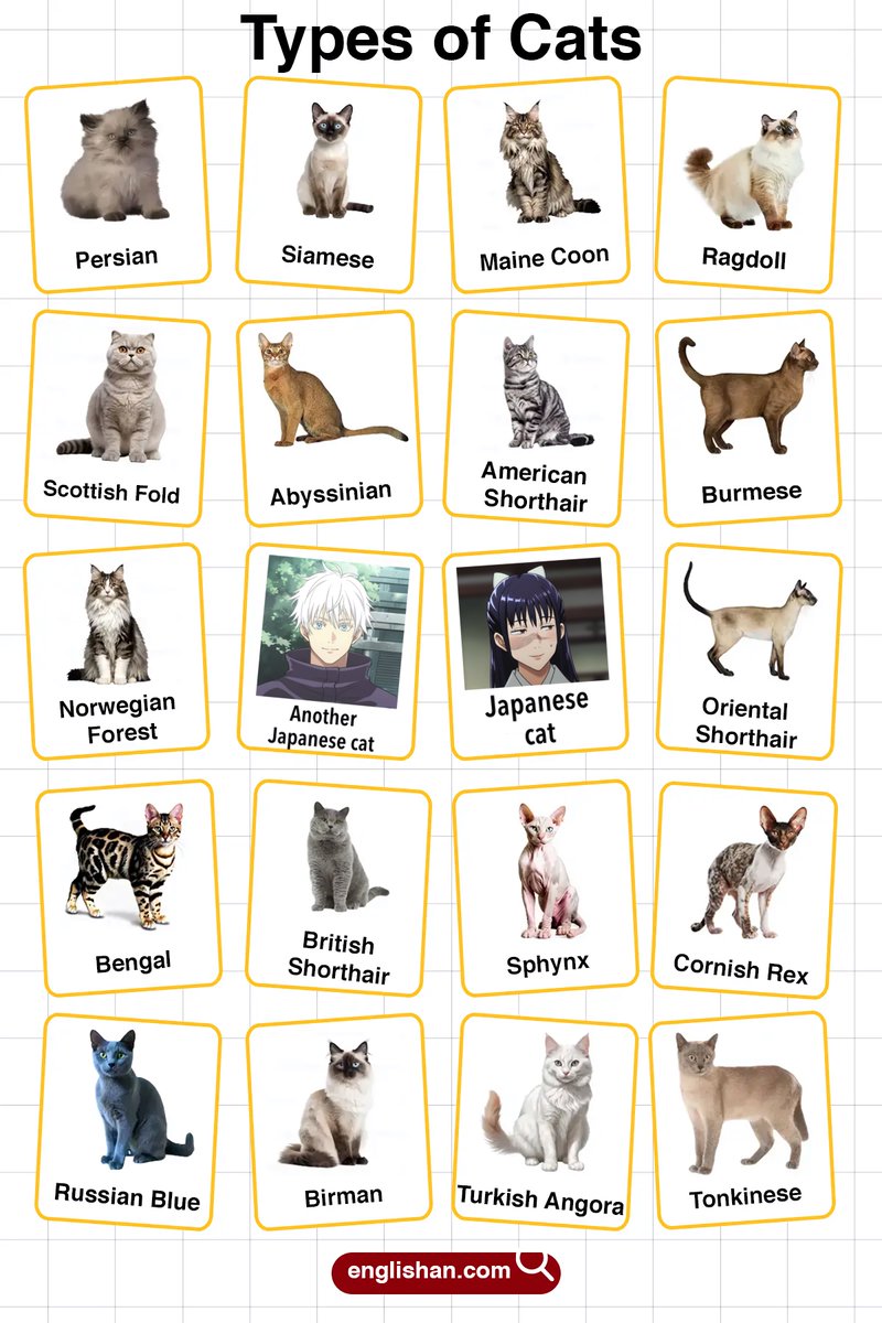 Satohime_Meme tweet media