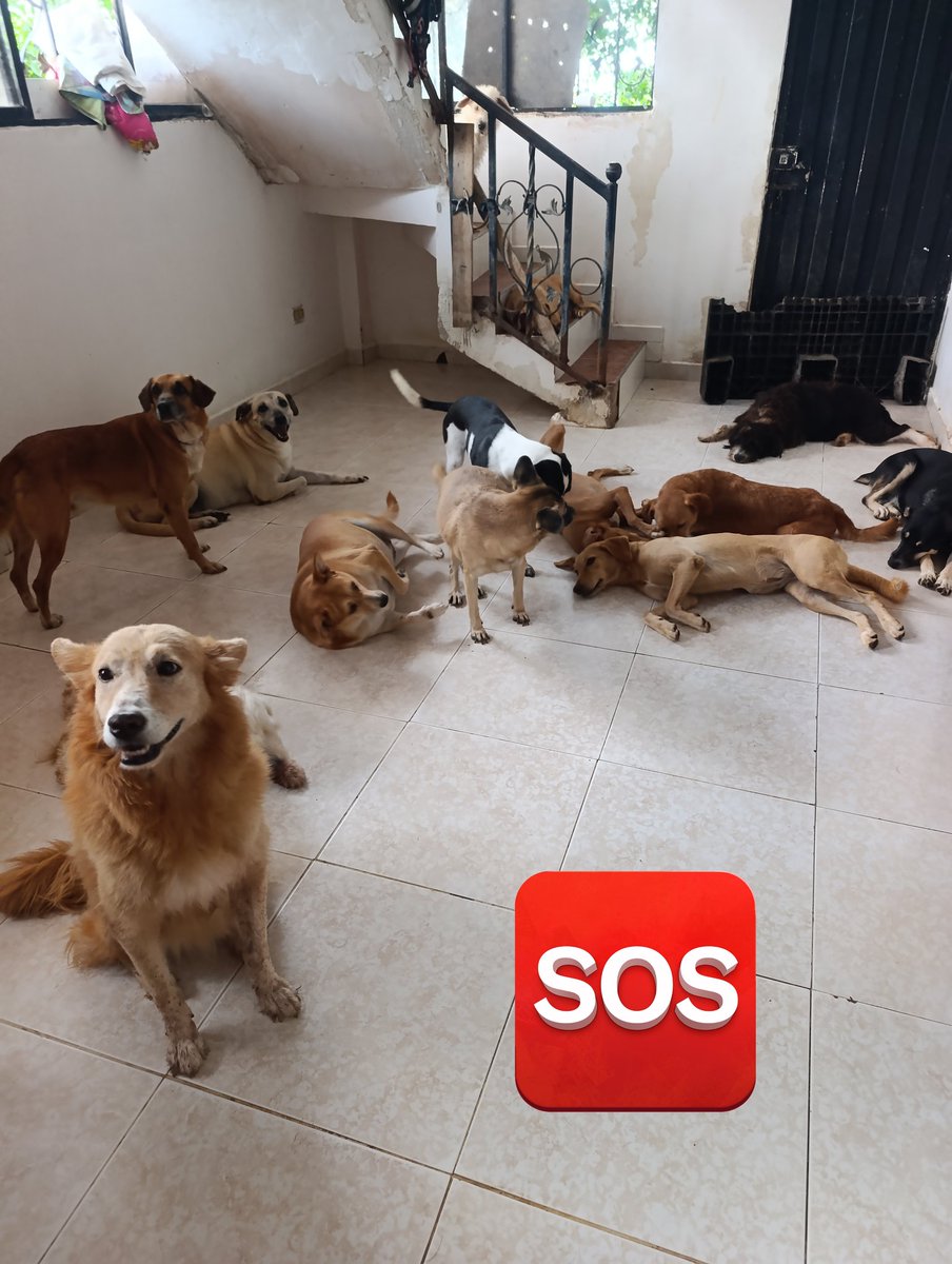 #COMPARTE Tengo una fundación llamada <a href="/FndDamascol/">Fundación Damas Colombia 🇨🇴</a> en este momento no hay comida para los animalitos. Si usted ve está publicación y puede ayudar, escríbame! Si no puede ayudar, comparta está información, quizás haya alguien que pueda ayudar! 🆘