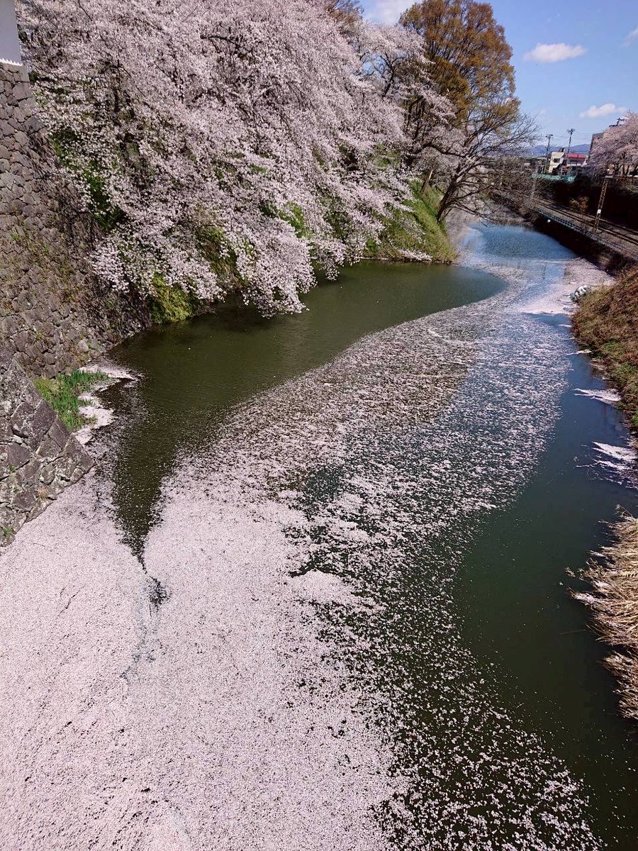 yamagata_990's tweet photo. 今日の山形市。
霞城公園の桜の様子✋🏻 https://t.co/JoToVWK4SP