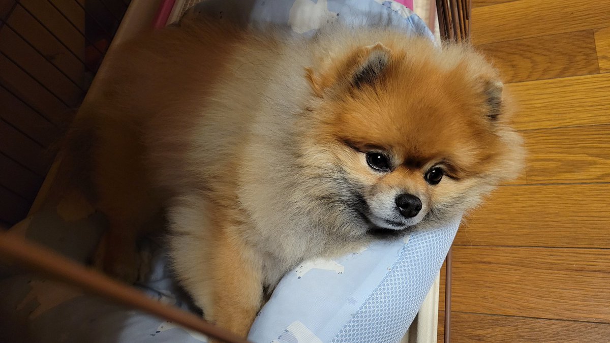 winbay018's tweet photo. もう眠そうな小麦(*^ω^*)
おやすみー( -ω- )zZ
#ポメラニアン https://t.co/tFGe92bpJd