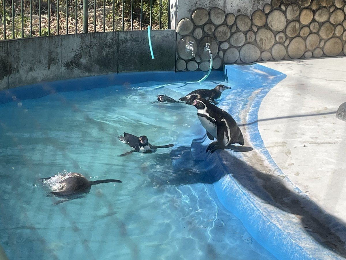 ちーず tweet media