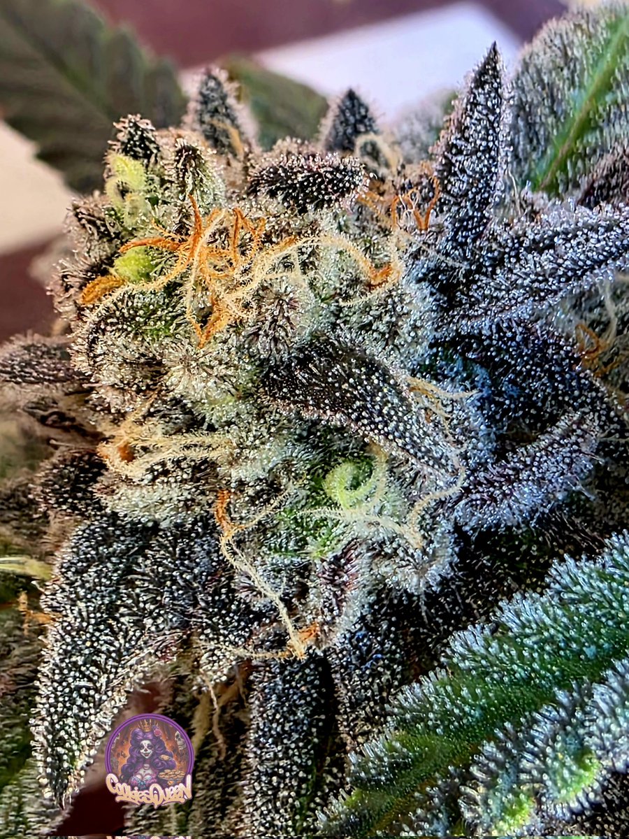 cookiesqueen33's tweet image. Lit OG. Happy Sunday, fam! #CannabisCommunity #Cannabisculture #StonerFam #Mmemberville #CannabisPhotography