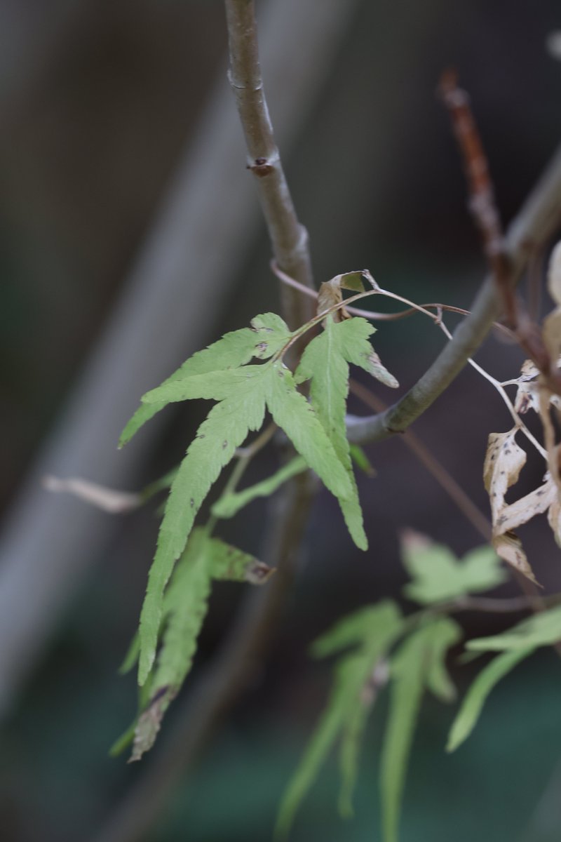 talphonse123's tweet photo. ( 一一)つ葉っぱ
#Canon #R6mark2 #写真 https://t.co/LmNuC9wkEZ