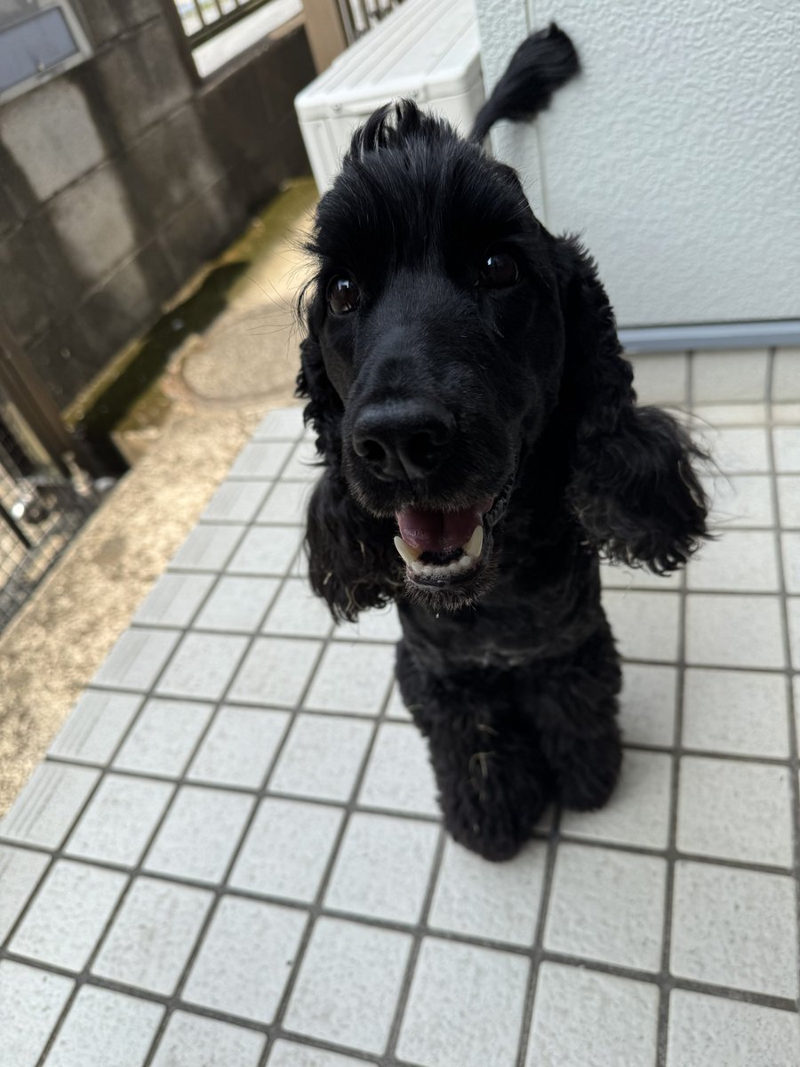 🦮マフィン＆🐕‍🦺マオ+おすかる tweet media