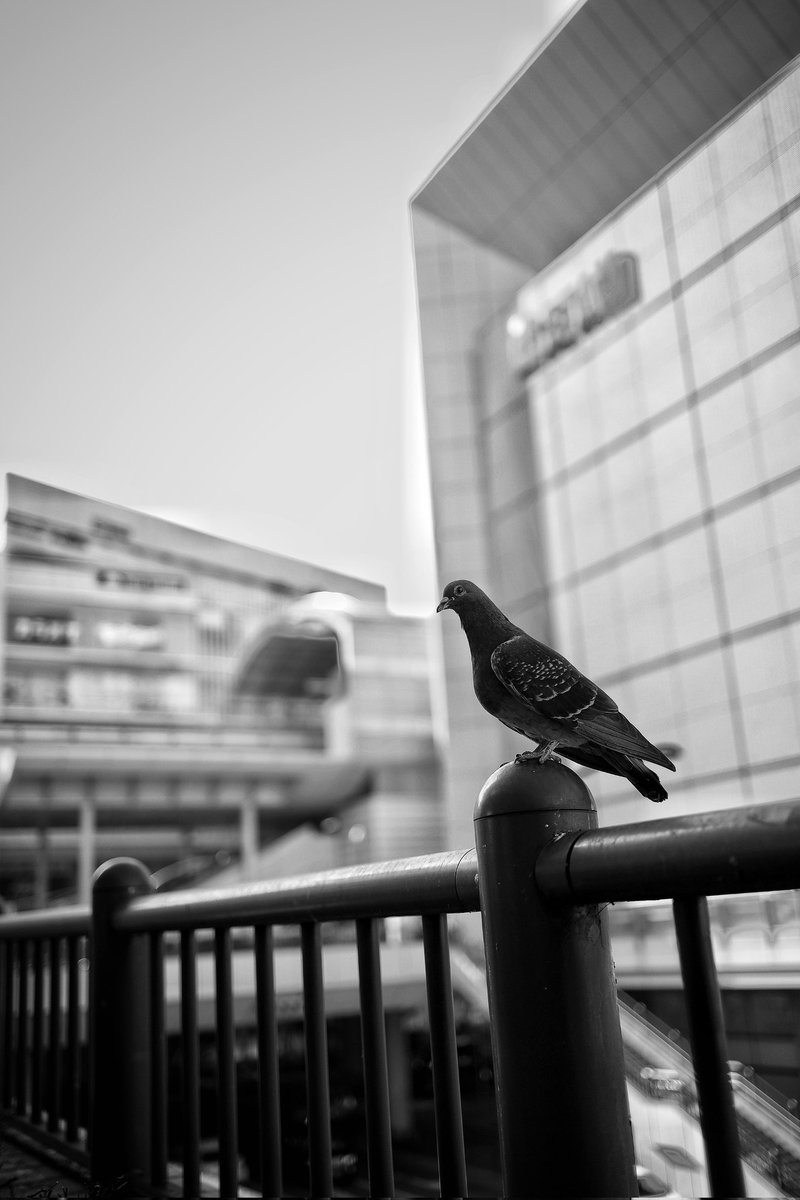 vo_kyo's tweet image. 羽休メ

#今日の１枚 
#eosrp 
#Snapseed 
#写真好きな人と繋がりたい 
#Canonユーザー