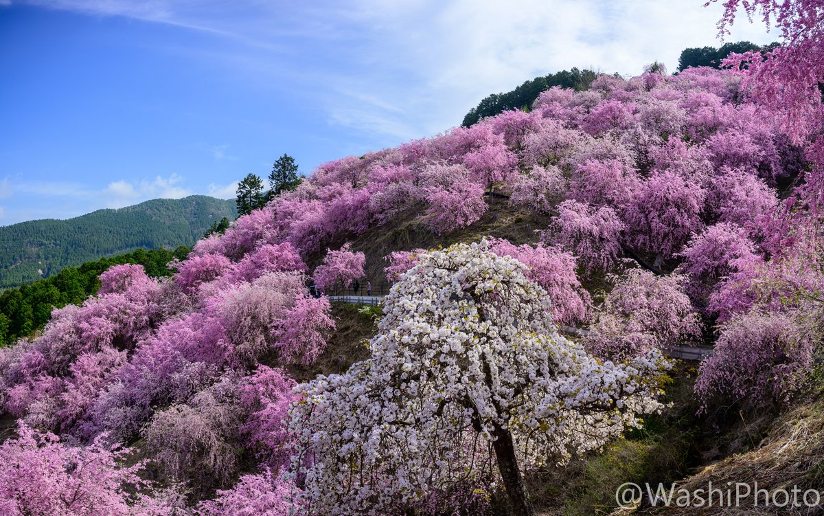 まっす tweet media