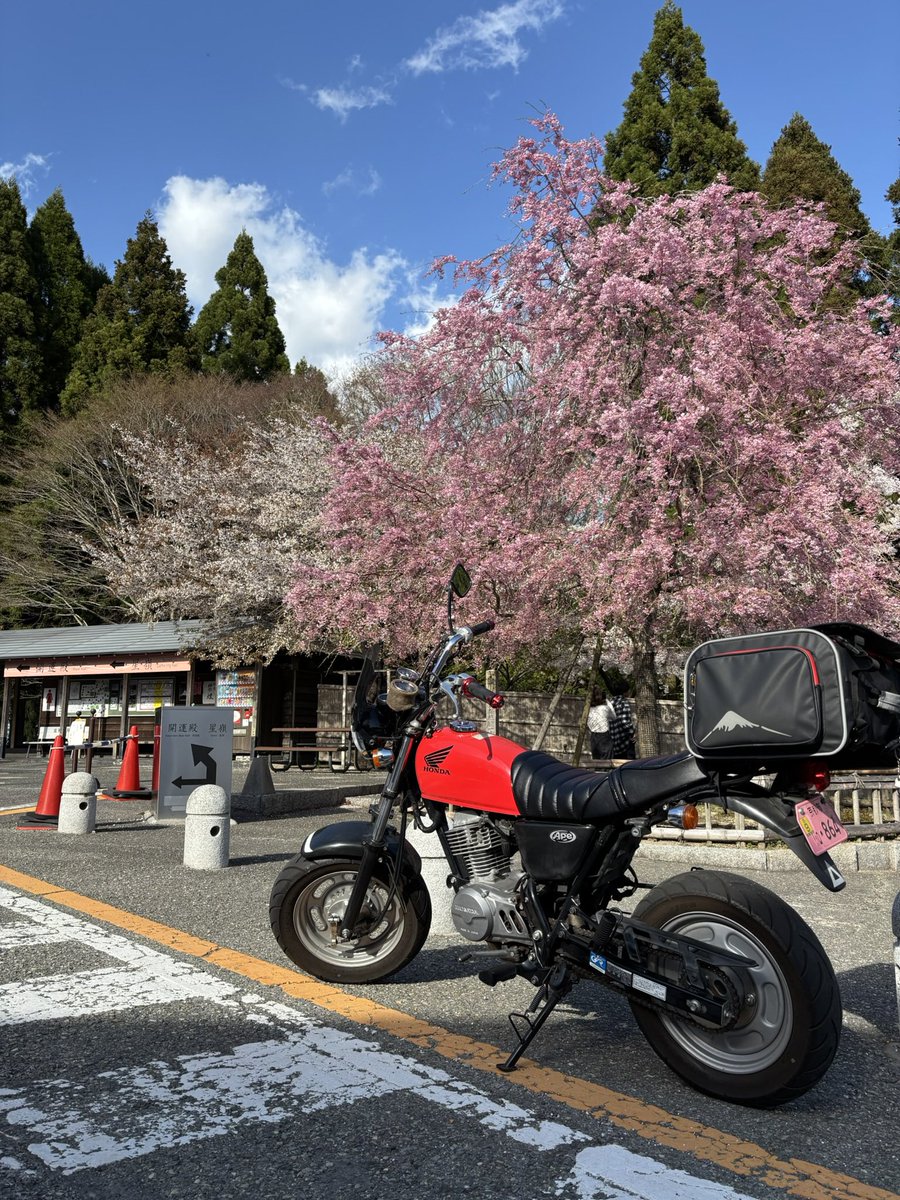 deadchan's tweet photo. 妙見山からの絶景を見て今年の春のツーリングは終了かな。
また来年も最高のお花見ツーリングが出来たらいいな。
#ツーリング
#APE100
#バイク好きと繋がりたい
#バイク乗りと繋がりたい
#妙見山
#春
#桜
#お花見
#絶景
#思い出作り https://t.co/Zfi0XK6C5v