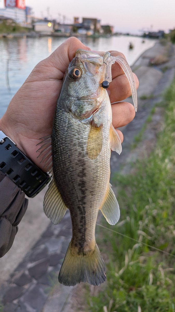 jackallhideyuki's tweet photo. 今日は霞水系へ🎣
dbユーマカスミで小バスですが釣れました😊
#JACKALL #dbユーマカスミ 
#霞水系 https://t.co/jmrIE9DBIp