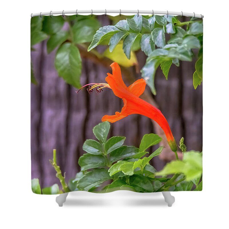 DebraMartz's tweet image. One Lone Flower Remains on the Cape Honeysuckle Shower Curtain fineartamerica.com/featured/one-l… 
@DebraMartz
#CapeHoneysuckle #honeysuckle #orange #bloom #flower #floral #photography #PhotographyIsArt #giftideas #AYearForArt #WallArt #HomeDecor