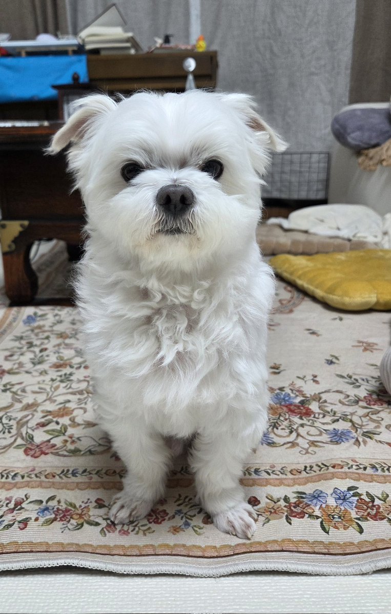 🌺정화🌺 tweet media