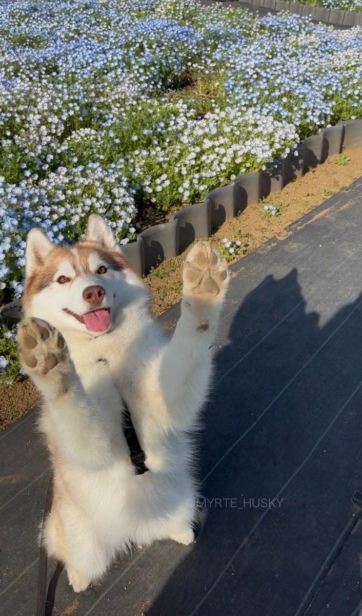 みるみるミルテ tweet media