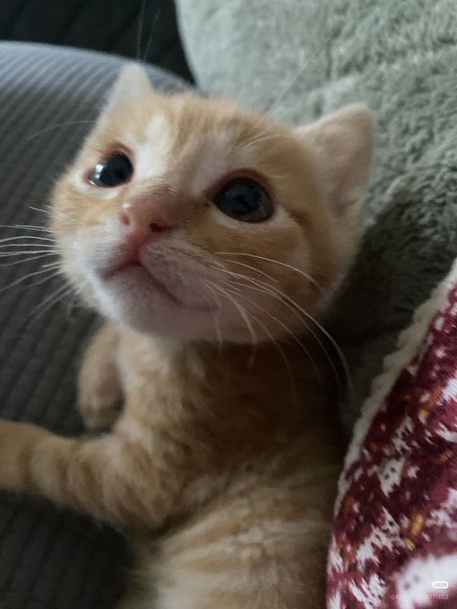 popular cat post tweet media