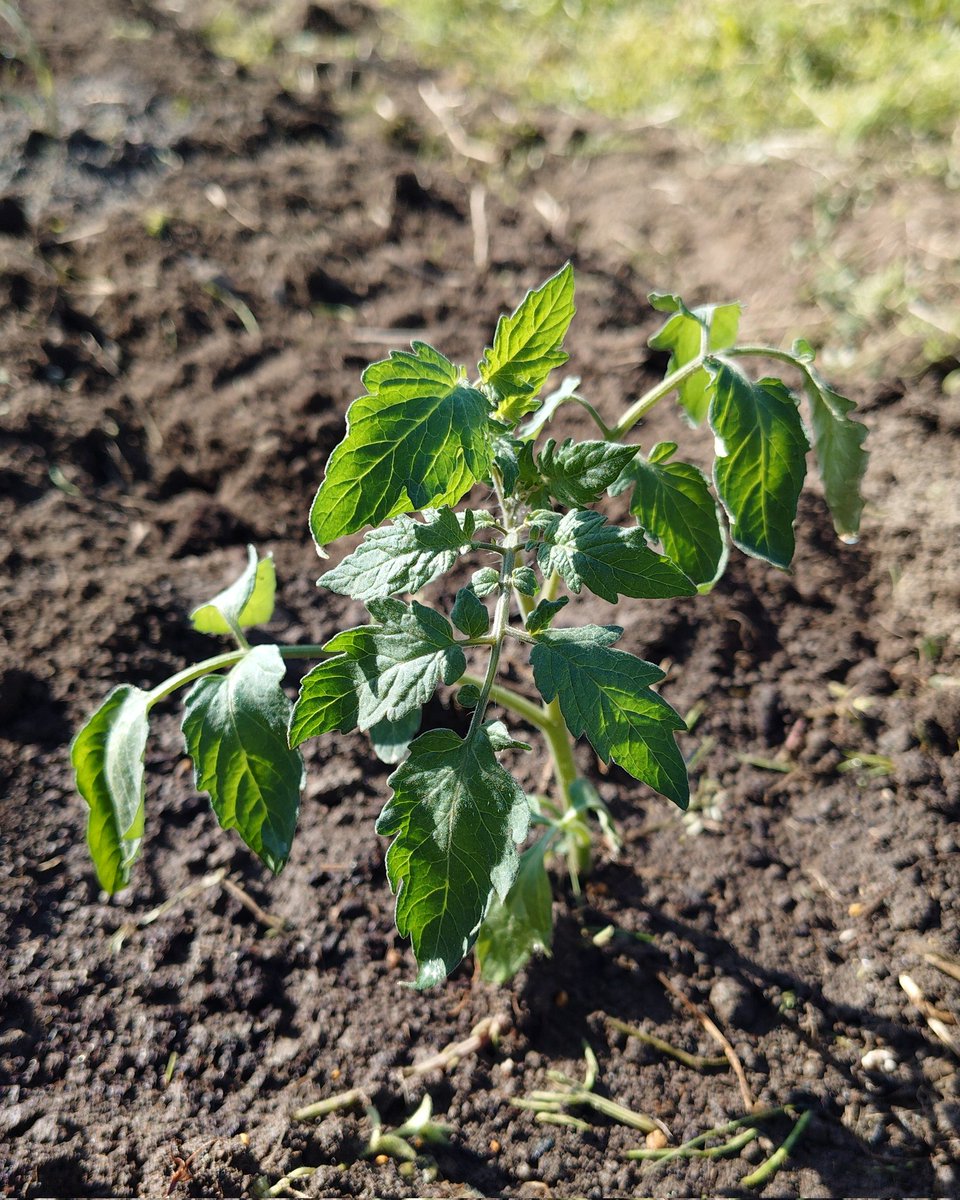 A.KITAGUCHI tweet media