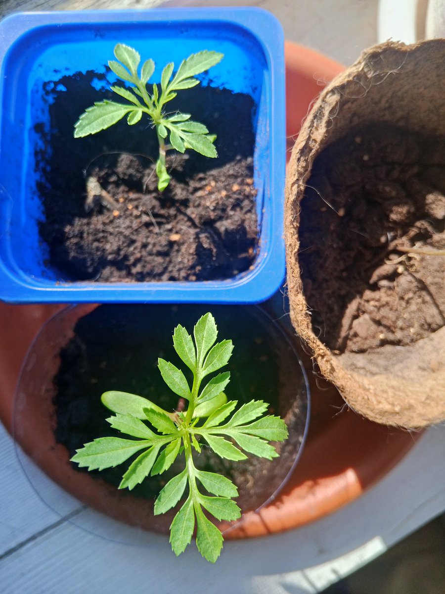 relationsheep tweet media