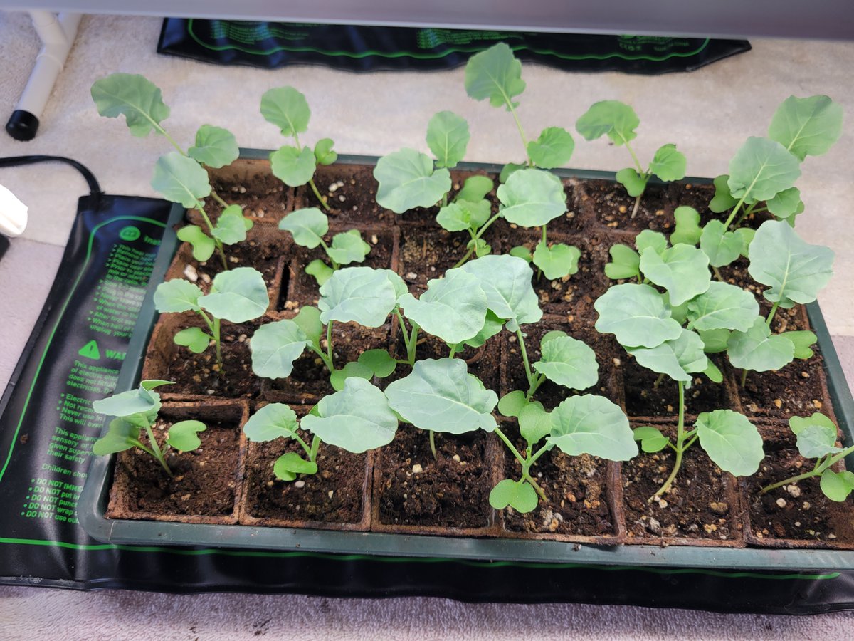 Vincent Cogliano Jr tweet media