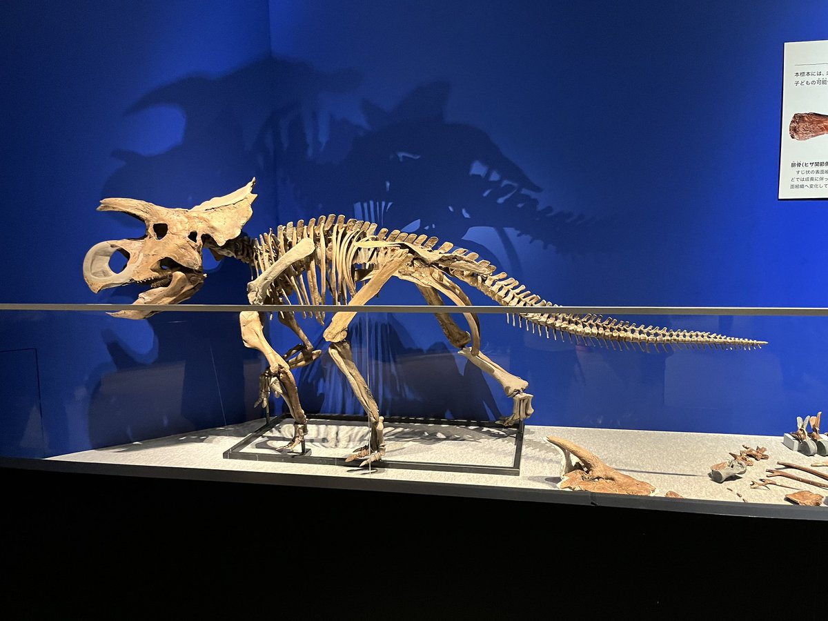 Taylor McCoy 🦖 tweet media