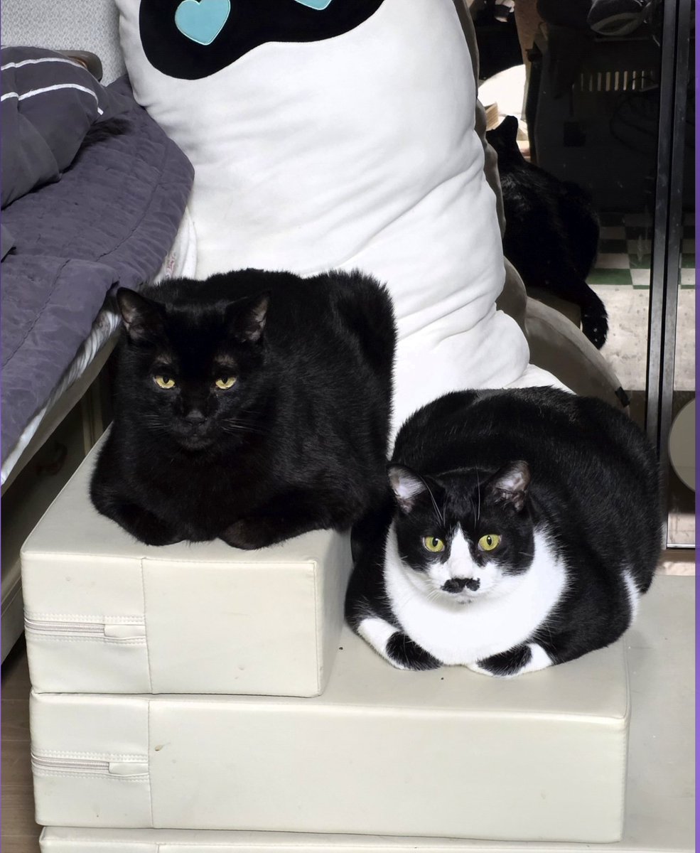 두두두뚜 tweet media