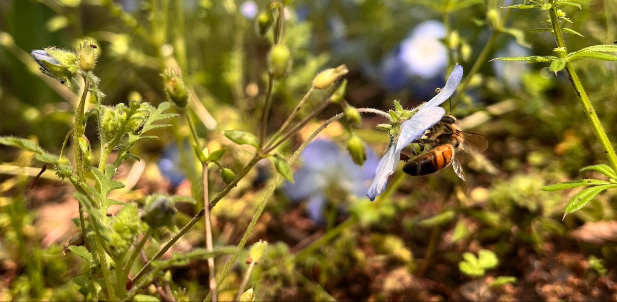 あるぱか tweet media