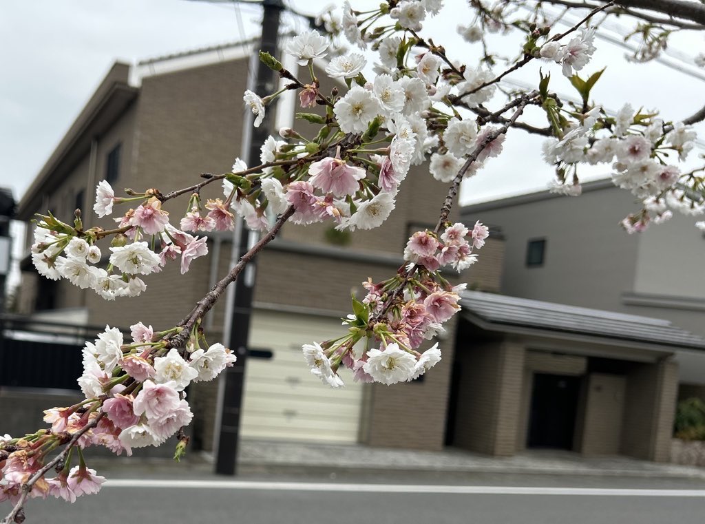 ぬくぬくtomo🌈 tweet media